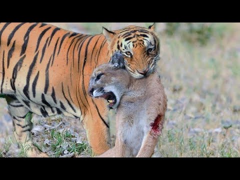 Tiger Vs Puma Mountain Lion (Cougar) - Mountain Lion Vs Puma Comparison