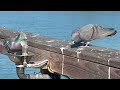 Birding at Goleta Pier