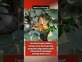 Natural fiber plant #uniquefacts #worldfacts #viral #reels