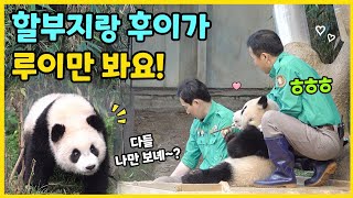 🐼내가 그렇게 예쁭가?!  할부지랑 후이랑 다들 루이만 바라봐요!😆💜 죽순 앞에서 급 공손해지는(?) 그판다🩷 #푸바오  #루이바오 #후이바오 #ruibao #huibao