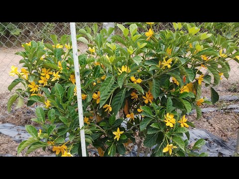 Video: Các Giống Gardenia Thông thường - Các Loại Cây bụi Gardenia khác nhau