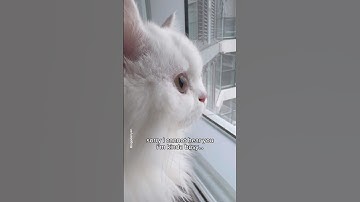 ✨The many faces of a busy cat✨ #shorts #cat #funny