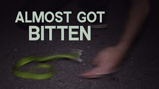 VERY GRUMPY TREE VIPER ON THE ROAD