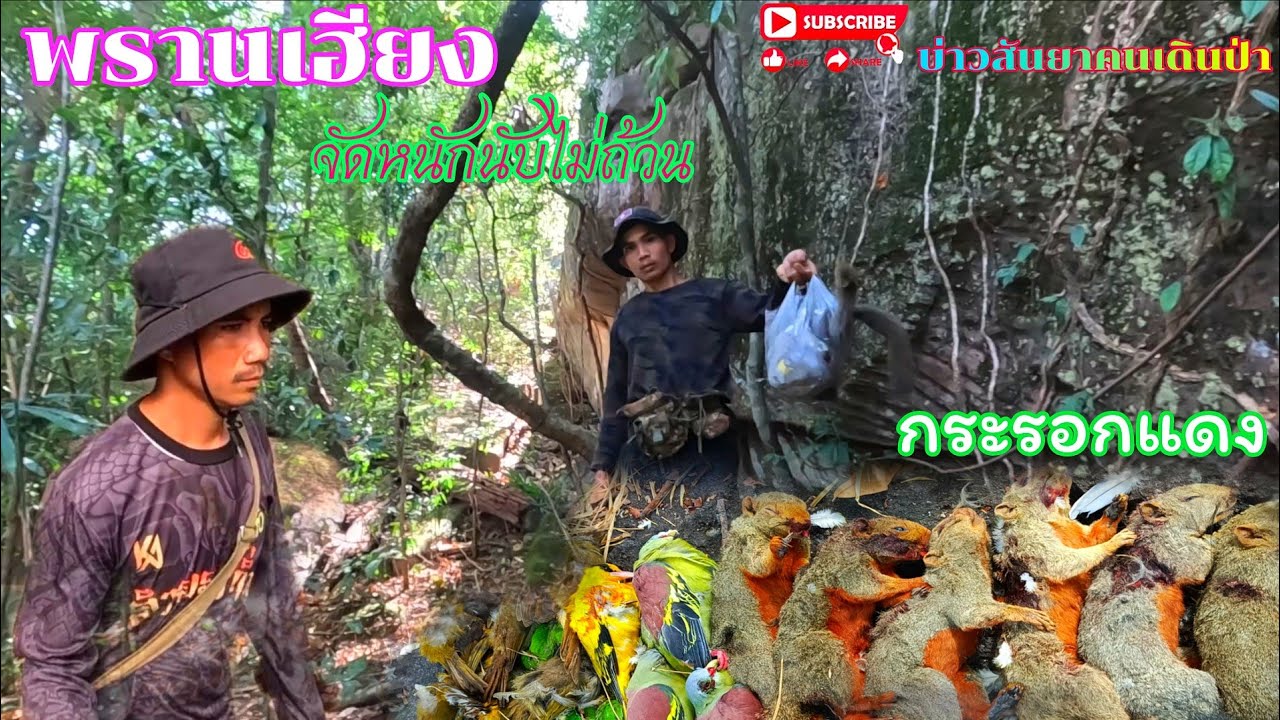 #พรานเฮียงจัดหนักนับไม่ถ้วน#กระรอกแดง#บ่าวสันยาคนเดินป่า