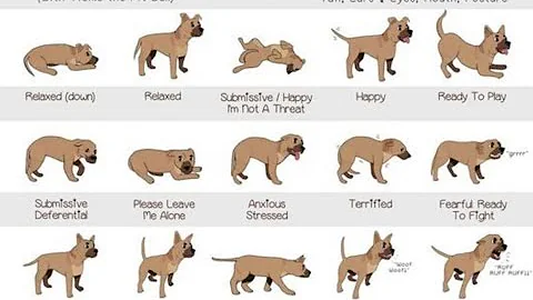 Cutting Edge Science: Meta-analysis seeks to Explain why Dogs Wag their Tails:)