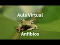 Características de los Anfibios🌎Aula Virtual🎈  #shorts#usa#mexico#argentina#colombia#spain#ecuador