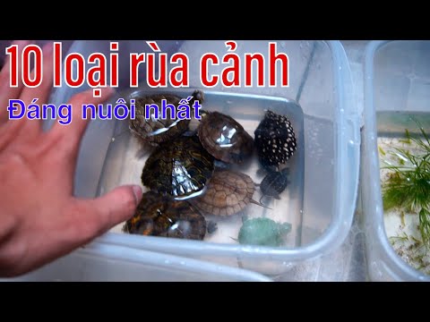 Video: Các loại rùa: mô tả kèm ảnh