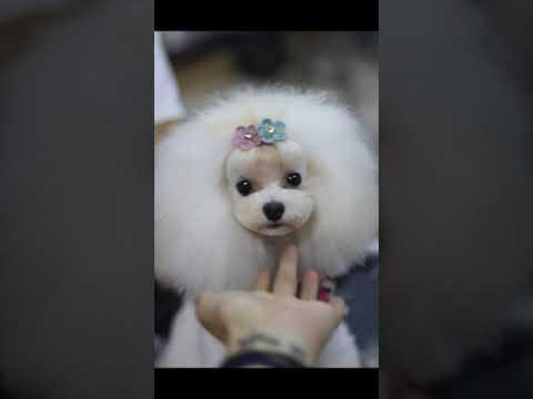 #1 #grooming #doggrooming #cutepets #cutedog #cutedogvideos Mới Nhất