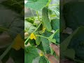 Growing cucumbers on a trellis  |Quick tips|  #cucumbers