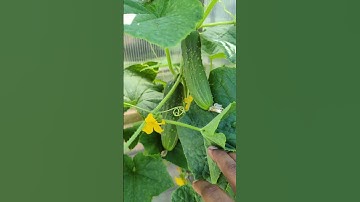 Growing cucumbers on a trellis  |Quick tips|  #cucumbers