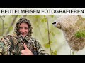 Beutelmeisen fotografieren - Vogelfotografie im Biebrza Nationalpark (Polen) - VLOG