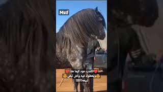 الخيول العربية البربرية shorts 79
