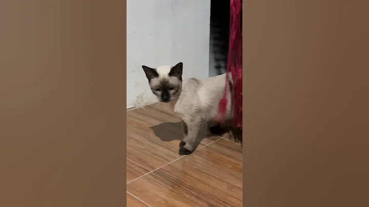 Video 10321841: siamese funnycats cutecats