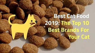 Best Cat Food at Home | How to Get the Top Cat Food by Cats How 131 views 4 years ago 2 minutes, 20 seconds