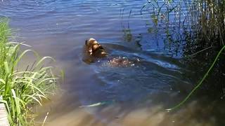 Cocker spaniel swimming :D by PuppyLife 2,140 views 6 years ago 1 minute, 20 seconds