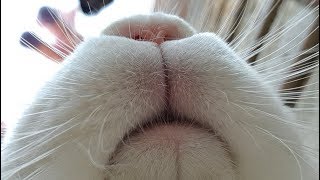 Bunny Nose Twitching + A Nose Kiss
