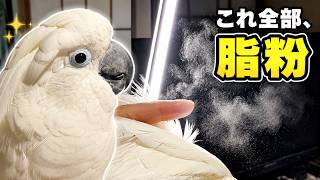 タイハクオウムの脂粉を黒い画面で見たら本当にすごかった