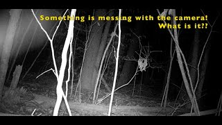 Bigfoot in NH - Video Evidence (Part 2)