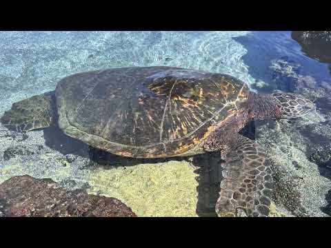 New Year S Greetings 2026 Marco Lienhard And Taikoza Music 