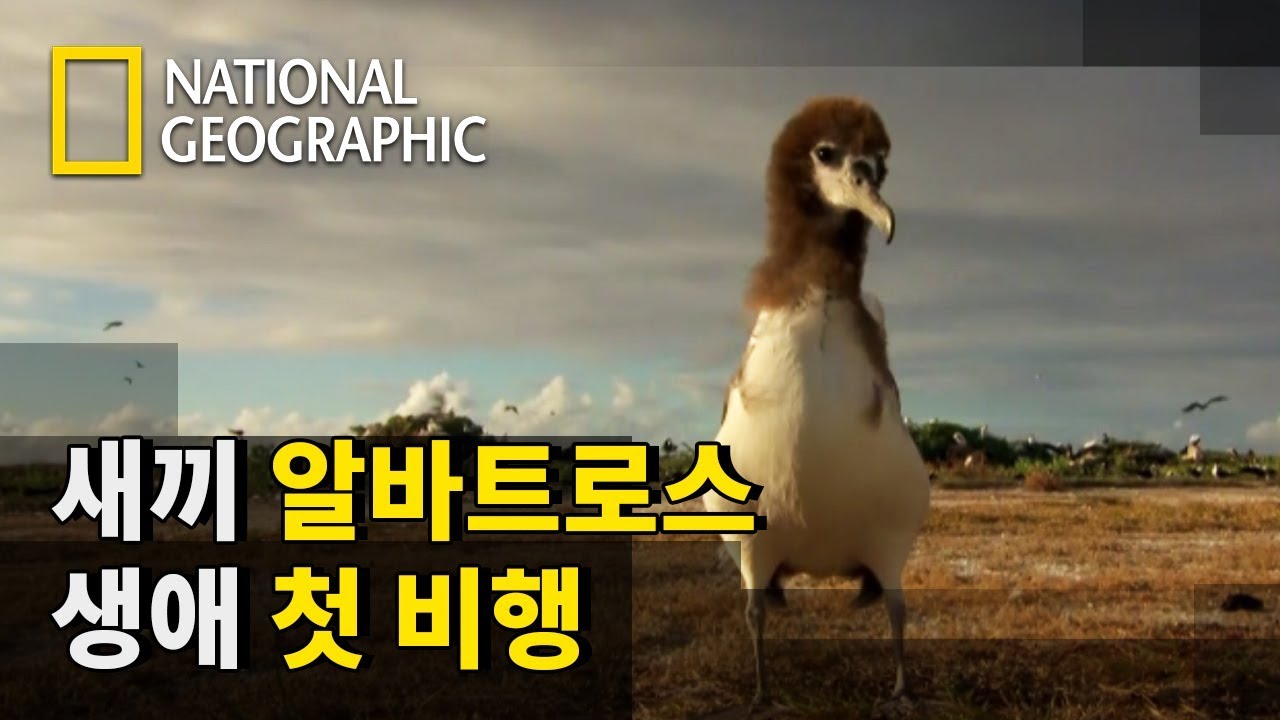 ⁣하와이의 끝 자락, 새들의 낙원