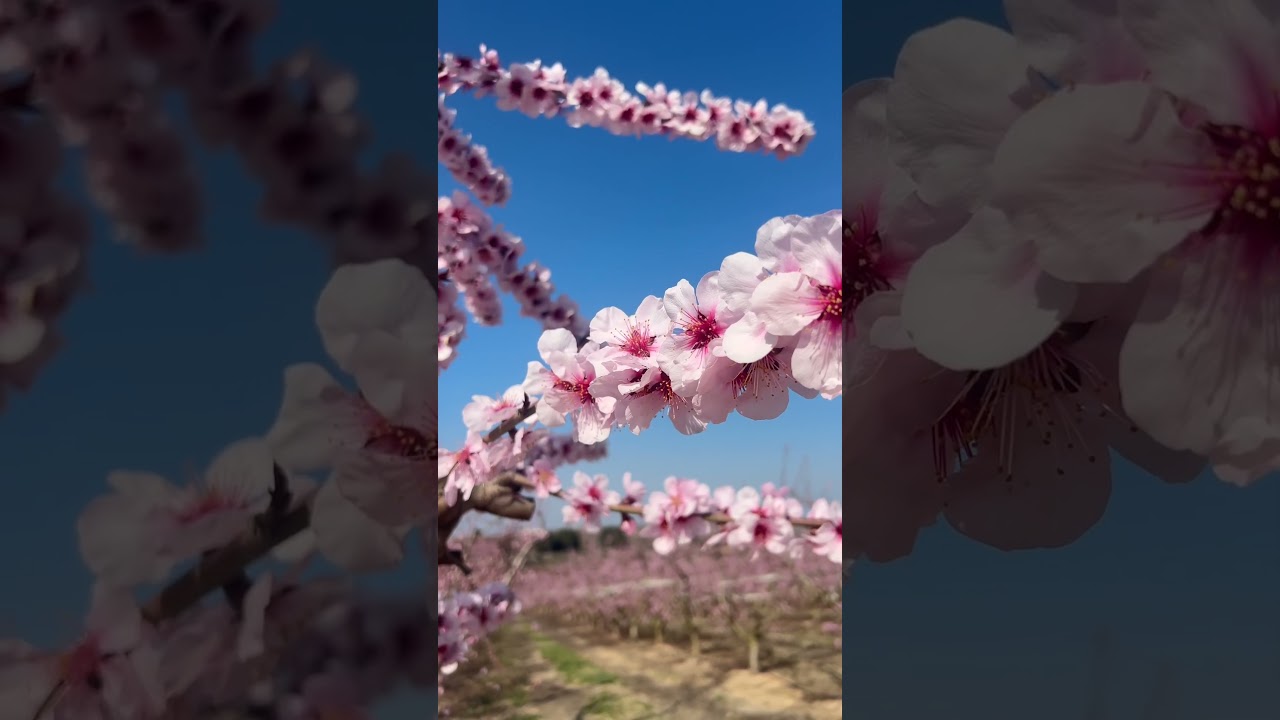 La Belleza de la Primavera en Cada Flor 🌸✨