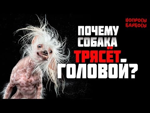 Почему собака трясет головой? Инородное тело в ушах.