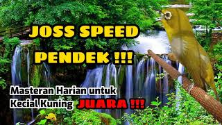 JOSS SPEED PENDEK !!! || MASTERAN HARIAN KECIAL KUNING JUARA !!!