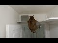新しいキャットタワーから落ちそうになるポッチャリ猫さん