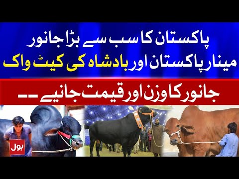 Biggest Cow in Pakistan - Cow Catwalk Viral Video - Minar-e-Pakistan