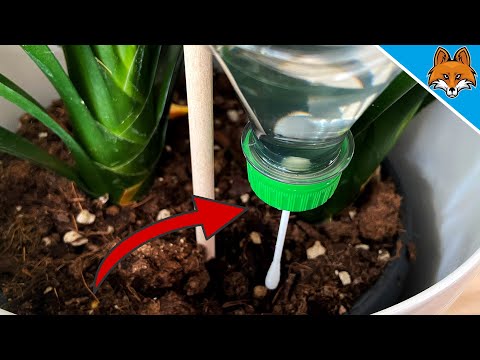 Video: Umgekehrte Bewässerungsprobleme - Wann und wie man eine umgedrehte Pflanze wässert