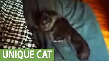 Cat plays fetch better than most dogs!