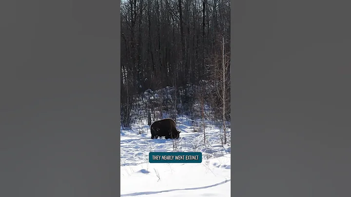 Elk Island National Park Sites (RV Winter Adventure) #travel #roadtrip #story #nationalpark #nature