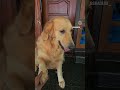 #dog #fypシ゚viral #viralvideo #shortvideo #shortsfeed #dogsofinstagram