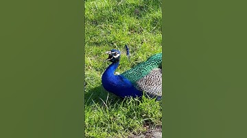 Yelling Peacock Sound