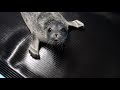 【海遊館】換毛を終えて輪紋（ワモン）が見えてきた赤ちゃん