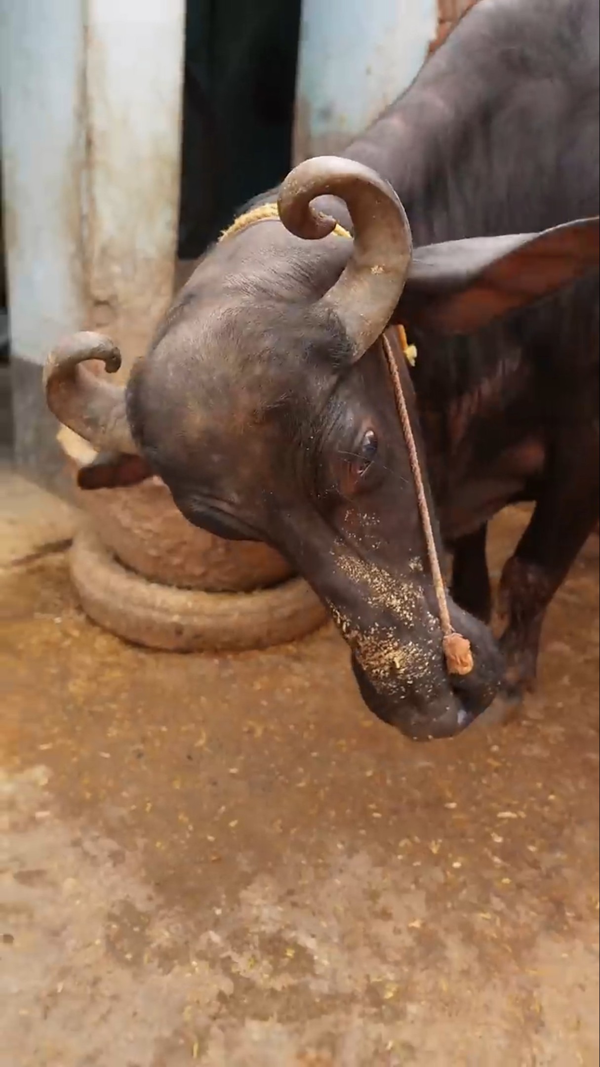 Bhains ke gale me ghanti kaun bandhe ga?