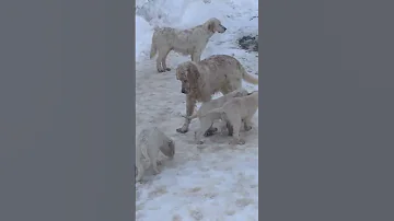 ინგლისური სეტერი ცხოვრება 