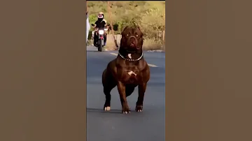 Pitbull Dog لسة طالع من النادي Shorts Foryou Pitbulldog أخطر كلب ممكن تشوفه 