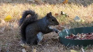 Relaxed Squirrel's Taking It Easy For The Weekend