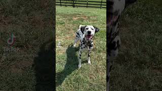 Be afraid, be very afraid…  #beafraid #scary #spookieseason #dog #dalmatian #funny #cutedog