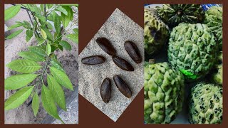 زراعة فاكهة  القشطة من البذور | How to plant Annona seeds