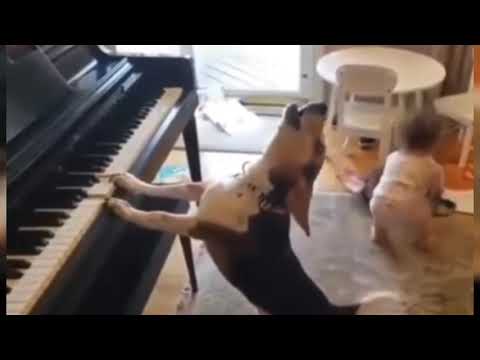 Piyano Çalan Köpek 🐶.