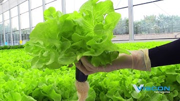 Viscon Hydroponics - Automated hydroponic system - Harvest in the Greenhouse