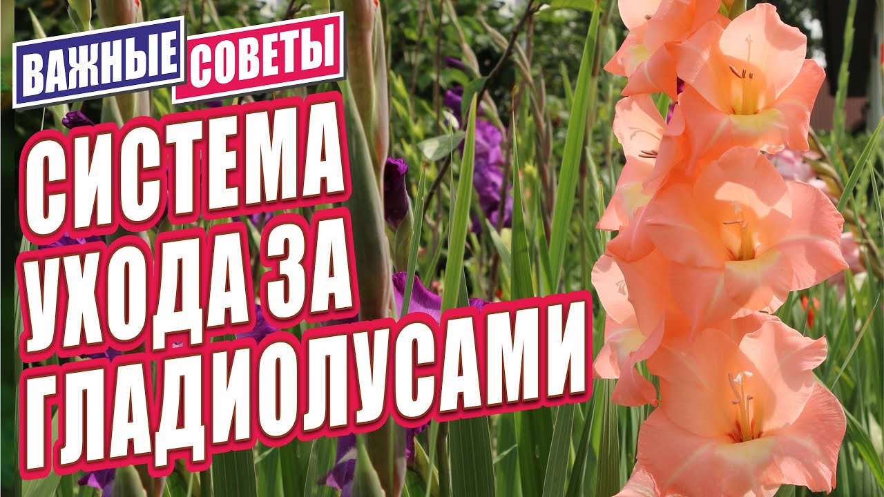 СИСТЕМА УХОДА ЗА ГЛАДИОЛУСАМИ. ВАЖНЫЕ СОВЕТЫ ДЛЯ ОТЛИЧНОГО РЕЗУЛЬТАТА.