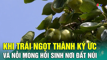 Khi trái ngọt thành ký ức và nỗi mong hồi sinh nơi đất núi