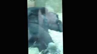 Monkey picks butt and eats it at the zoo!