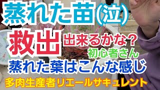 【多肉植物】【ガーデニング】蒸れちゃった