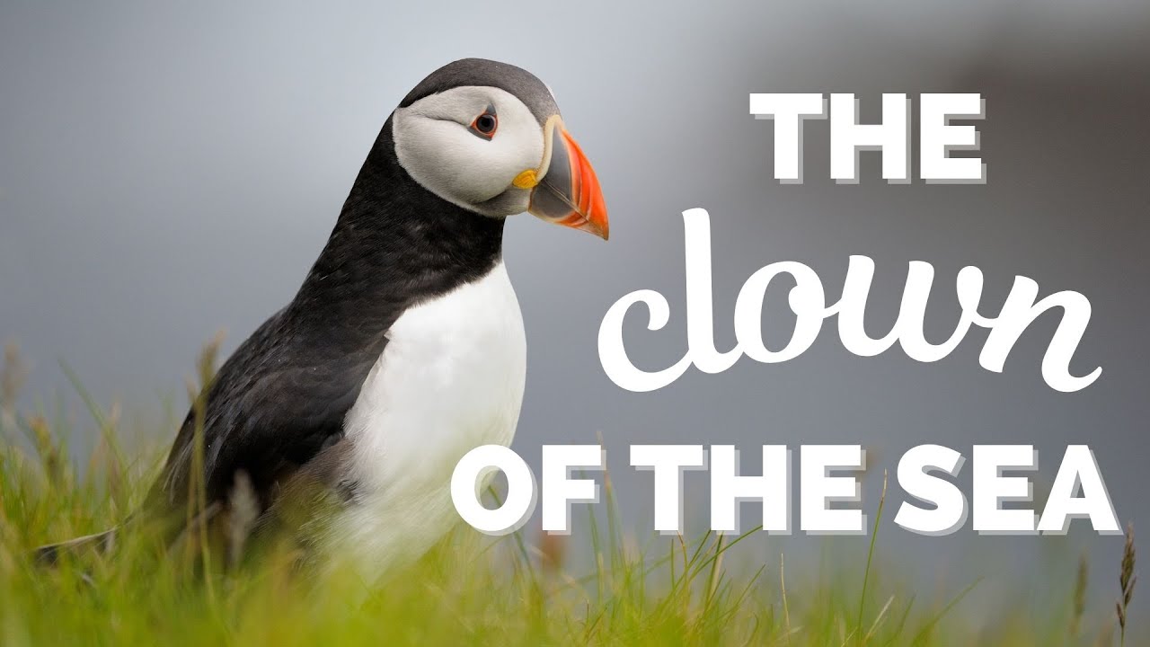 Puffins: Clown Birds of the Atlantic