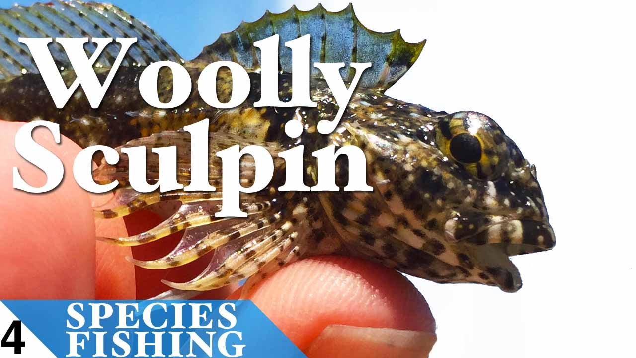 Woolly Sculpin #4 Micro Fishing at Palos Verdes California - Species Fishing