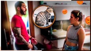 Adotei Os Gatos E Ele Brigou Comigo Vou No Show Do Gusttavo Lima Outra Vez